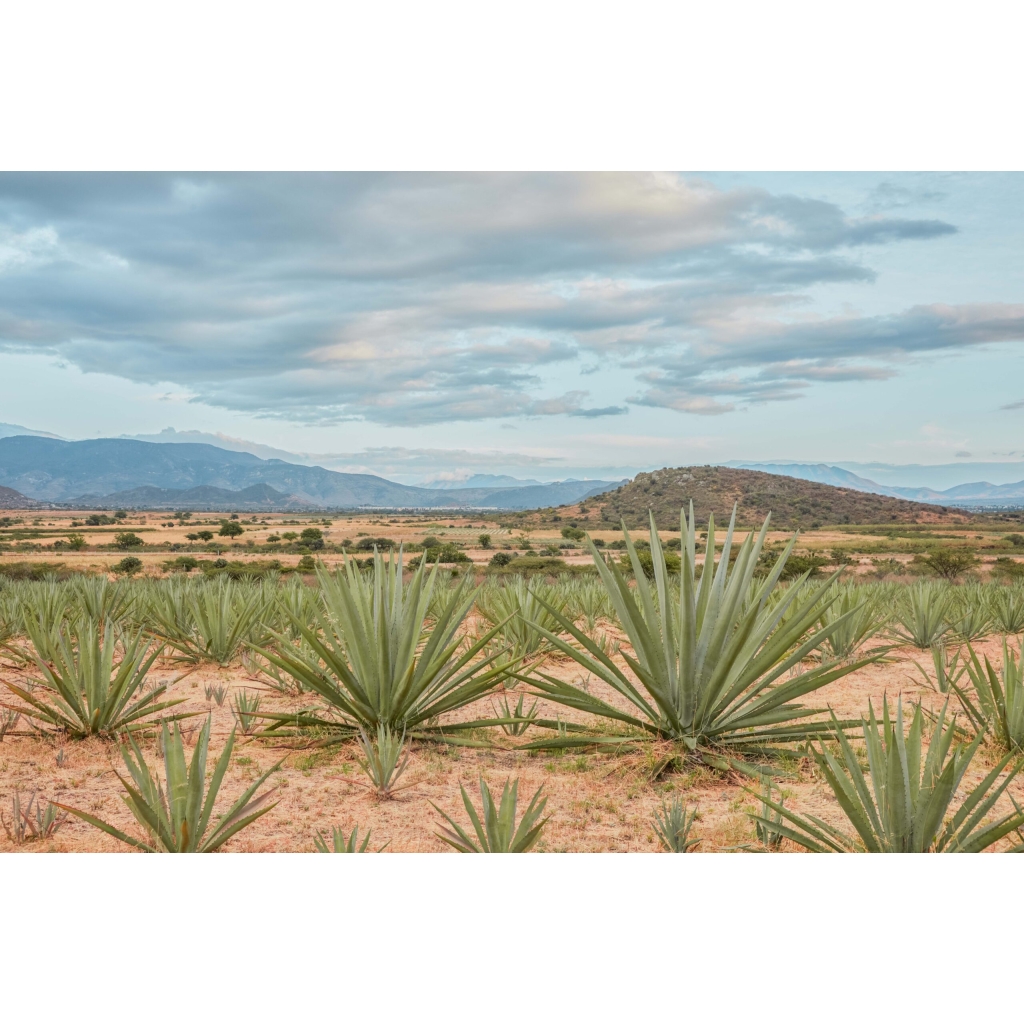 Agave Fields of Oaxaca - Becky Lawton Prints
