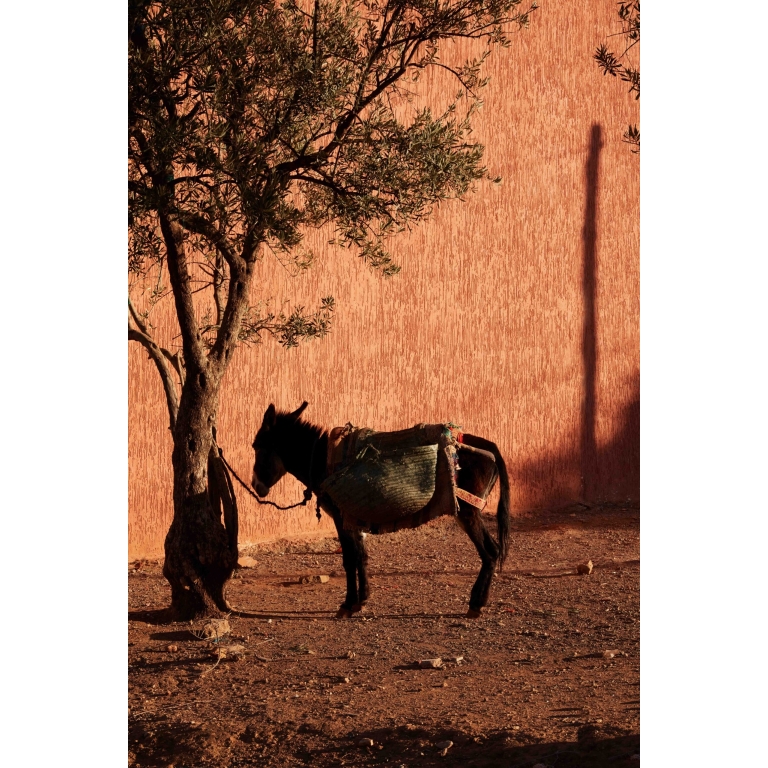 a photograph of a donkey in front of a mud wall in Marakesh