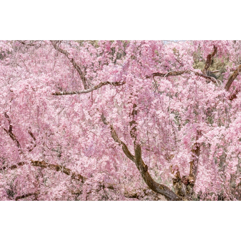 photograph of cherry blossum in kioto, japon