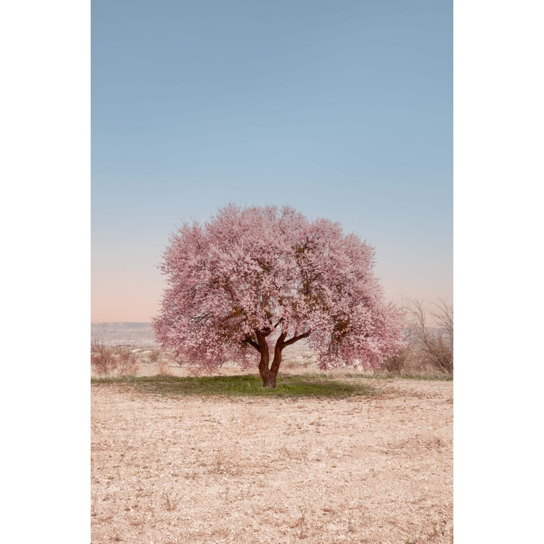 tree with pink blossom