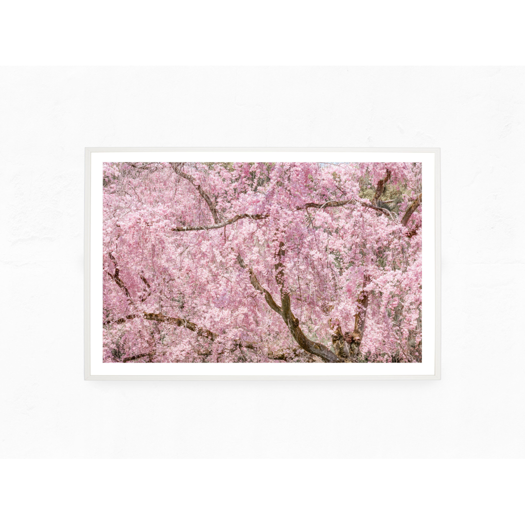 Pink cherry tree in blossom