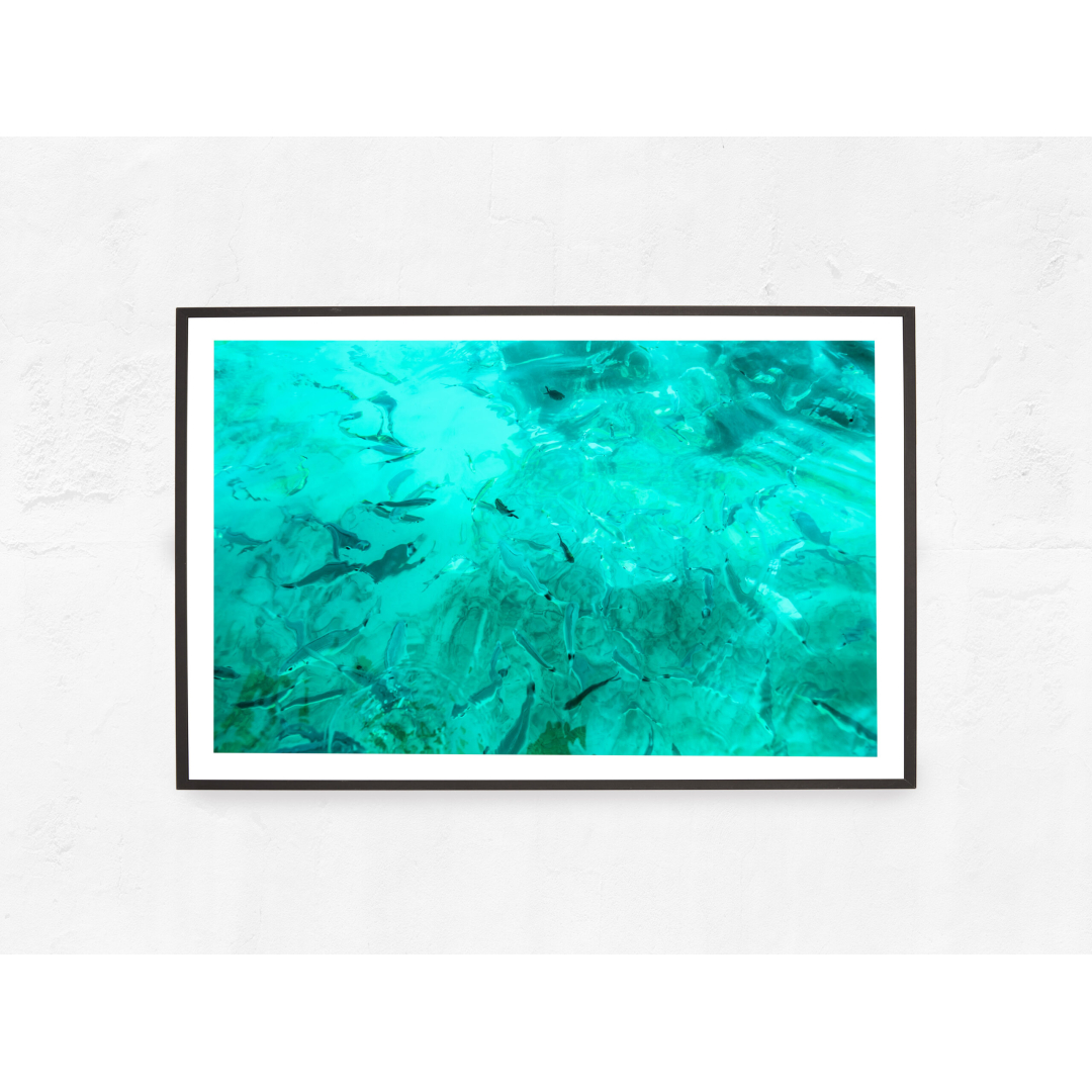 Fish in turquoise water