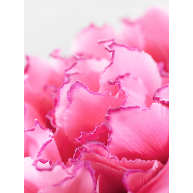 Pink petals macro shot