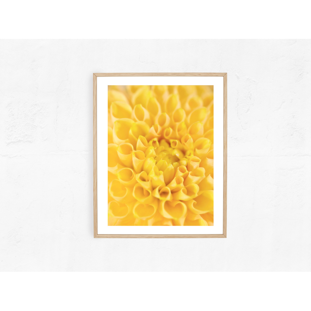 Yellow Dahlia II - Image 2