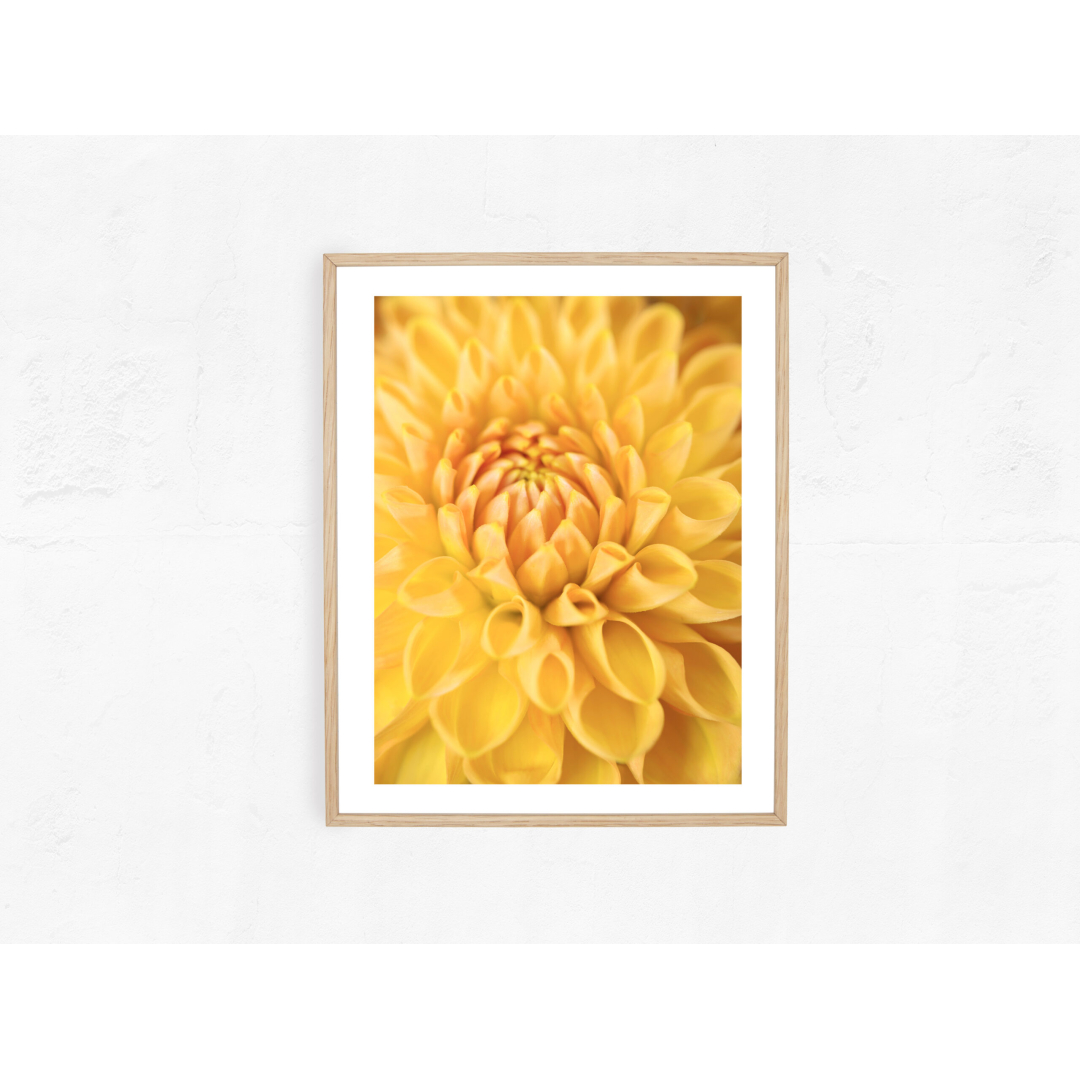 Yellow dahlia I - Image 2