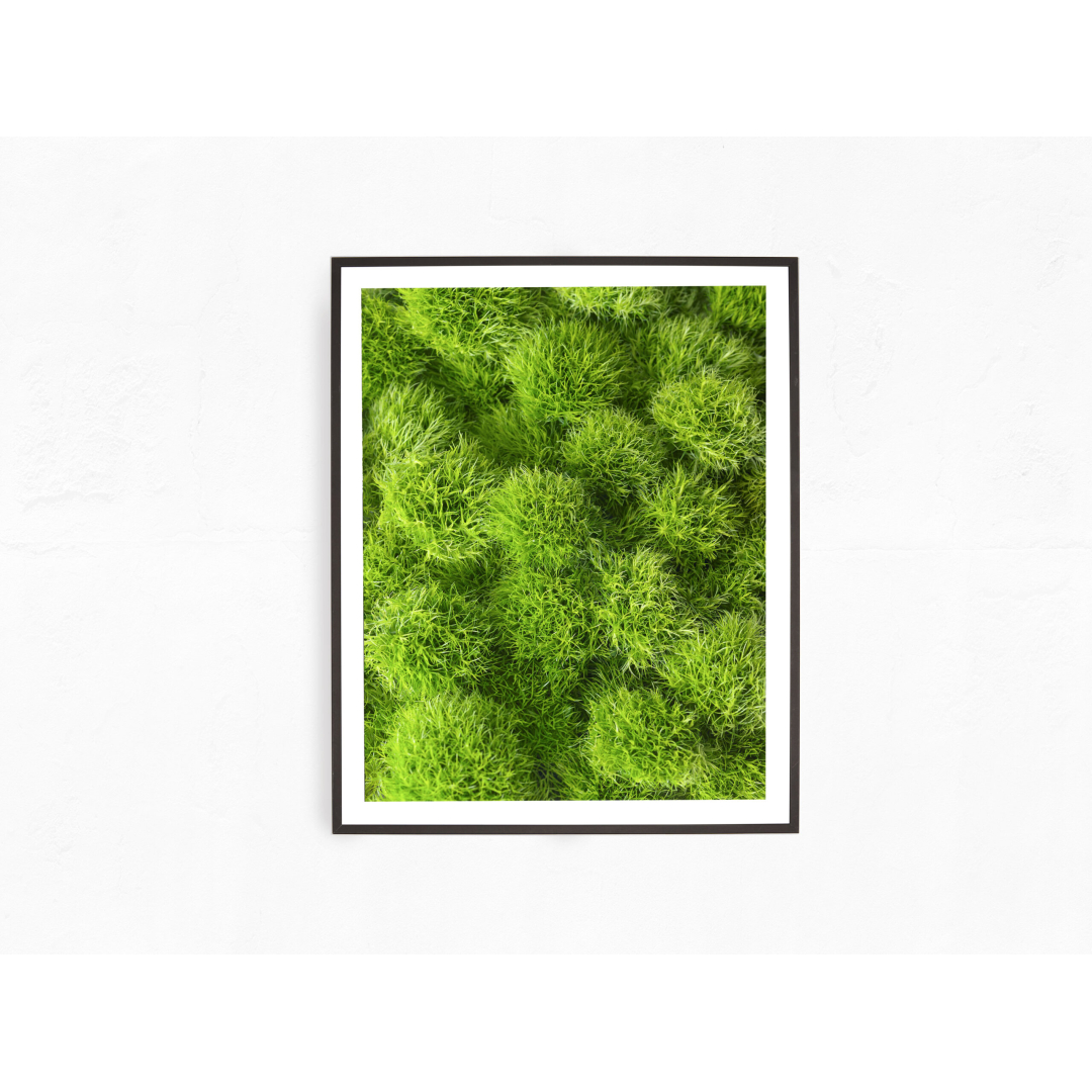 Green Dianthus - Image 2