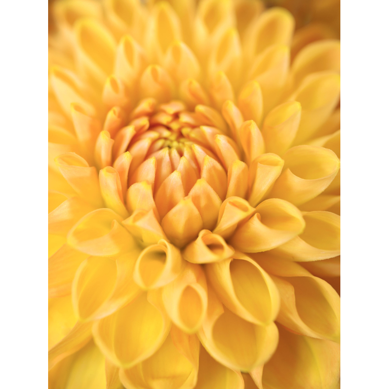 yellow dahlia