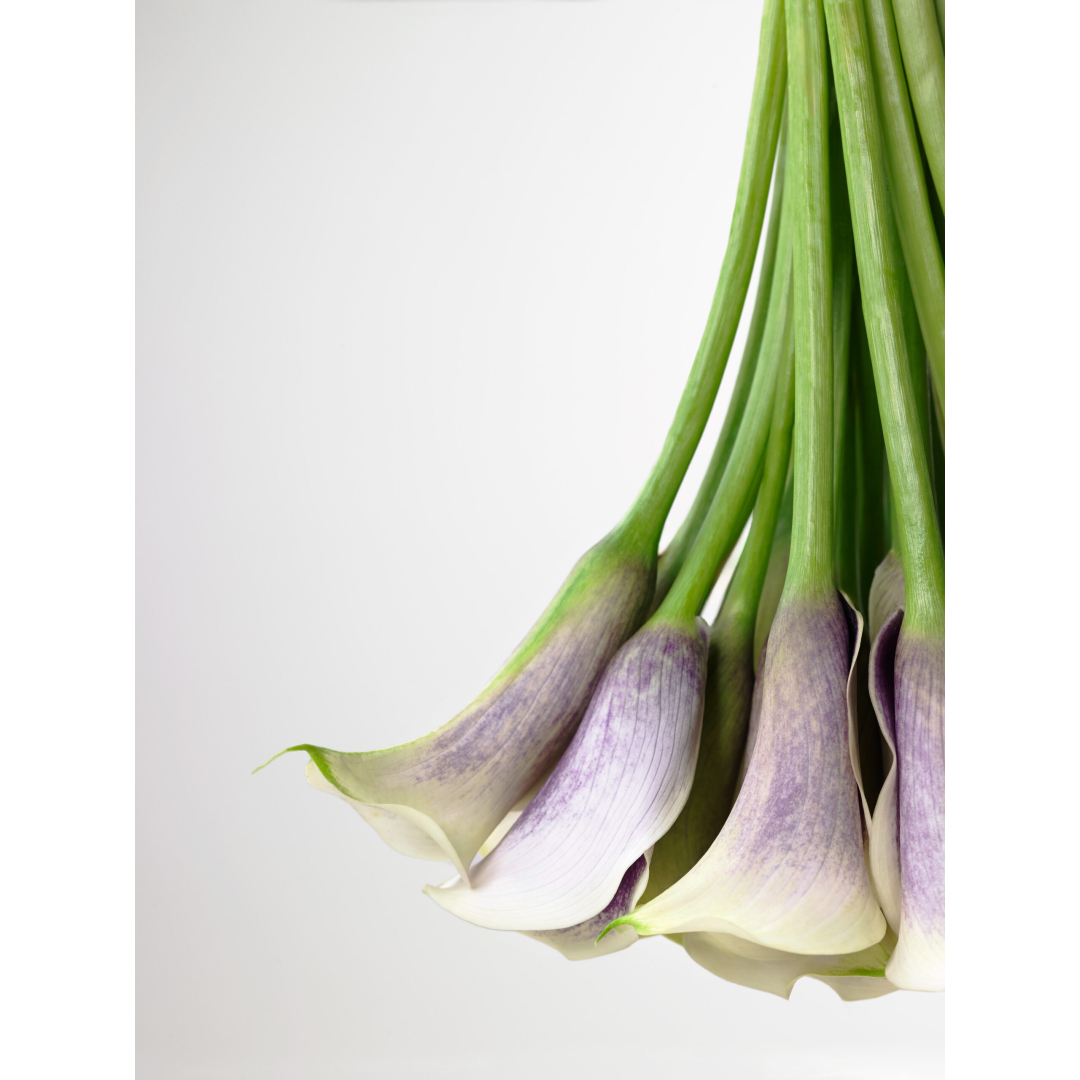 A bunch of purple callas