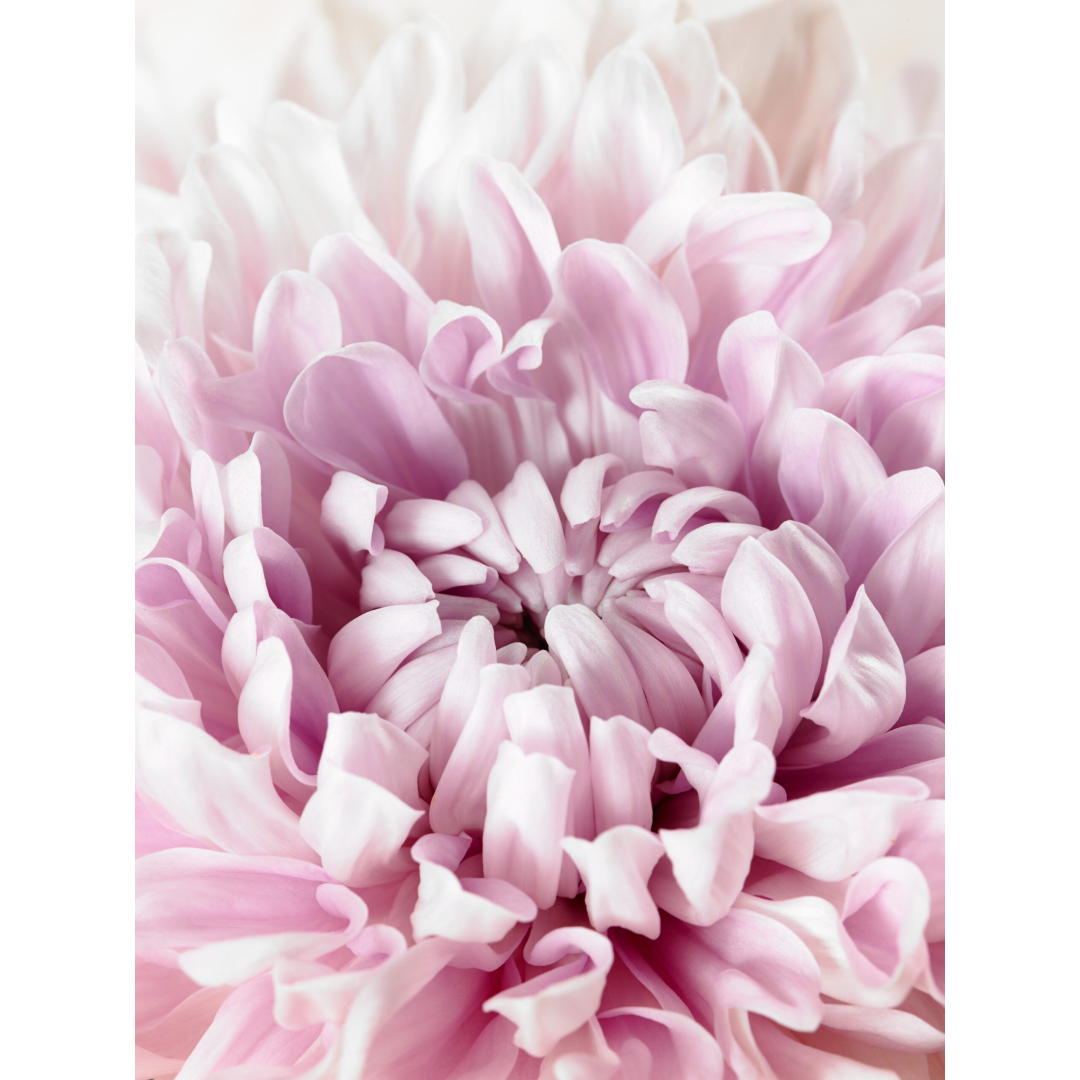 chrysanthemum closeup