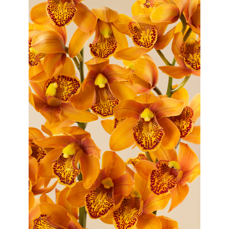 cymbidium orchid