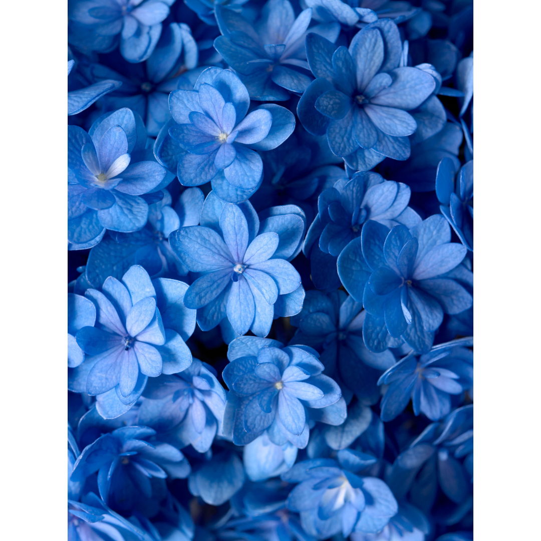 Blue flowers closeup shot