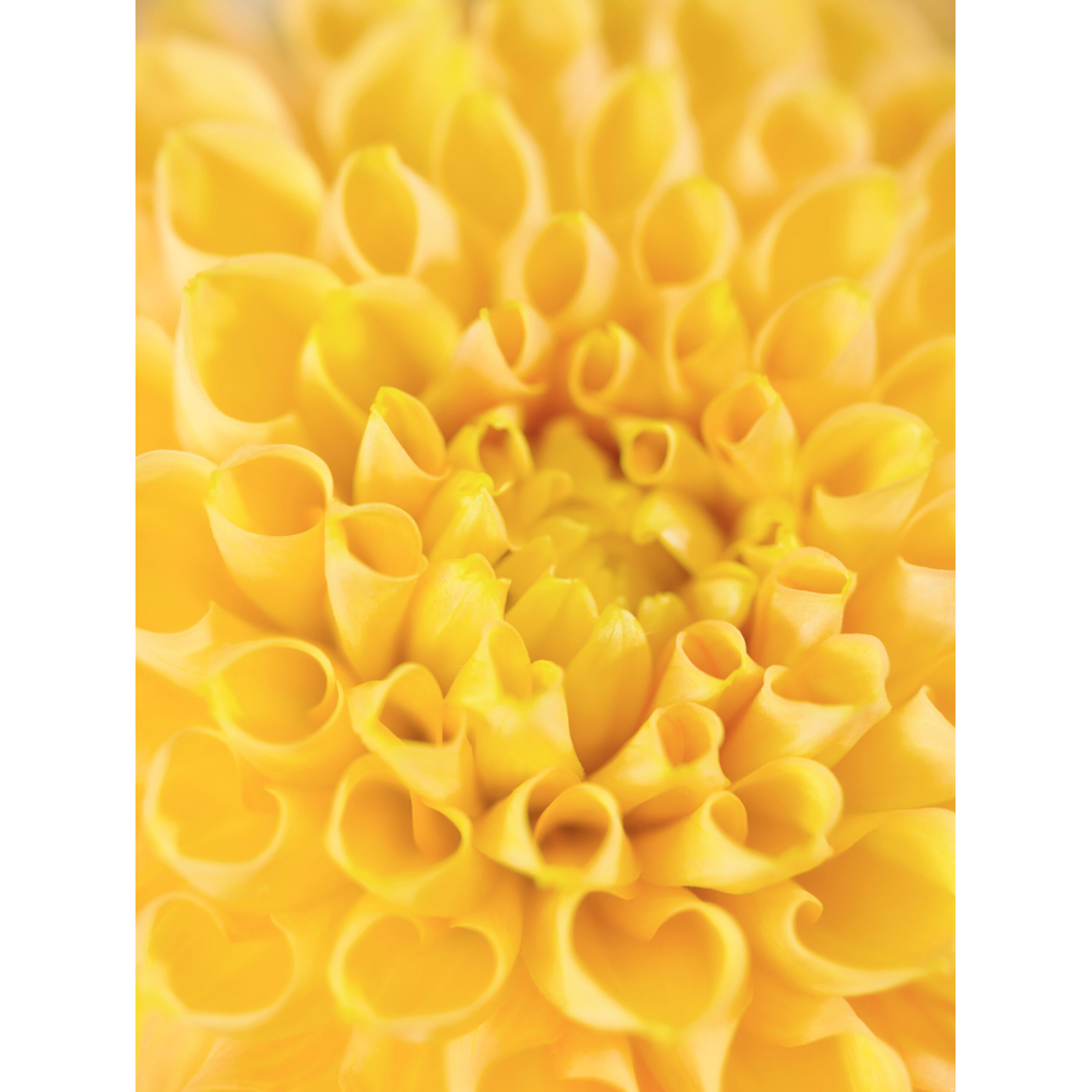 Dahlia closeup