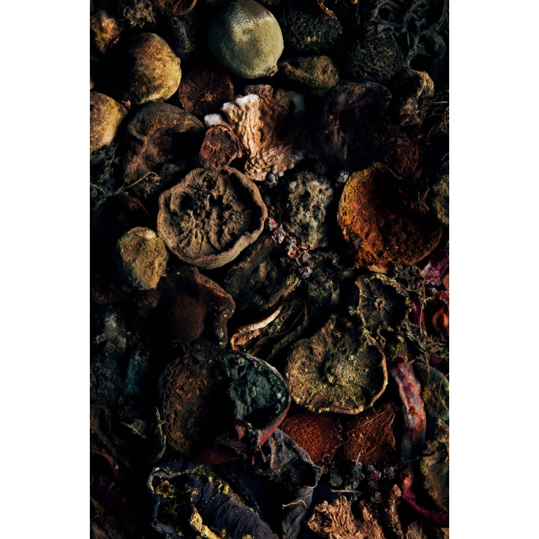 Fine art photograph of organic textures and decayed botanicals, showcasing the beauty in nature’s final transformatio