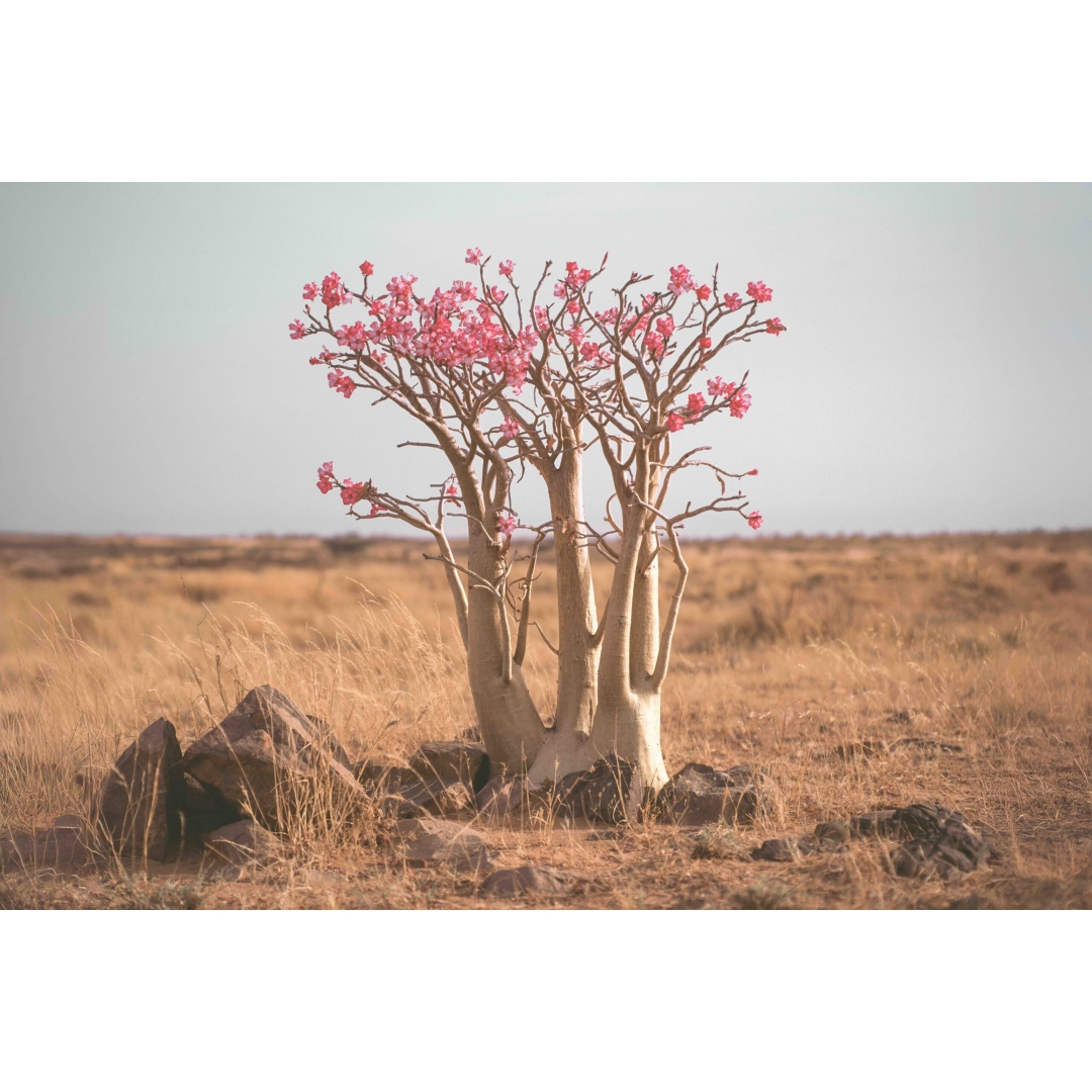 Desert Bloom