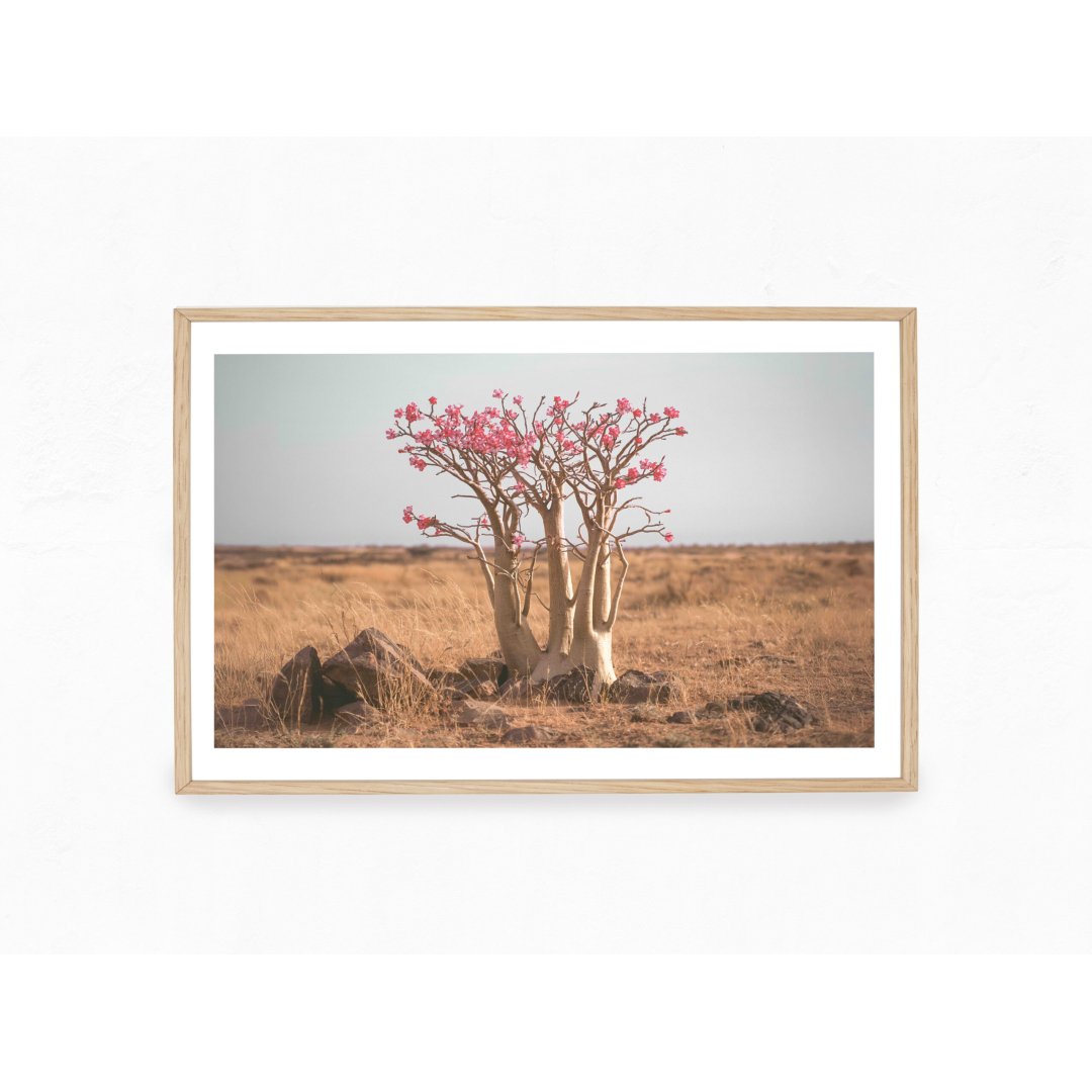 Desert Bloom - Image 2